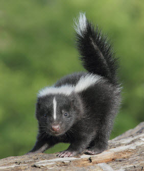 Skunk with tail up standing on tree branch