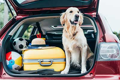 Dog still in tailgate of SUV with suitcases